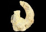 Cretaceous Fossil Oyster (Rastellum) - Madagascar #69621-1